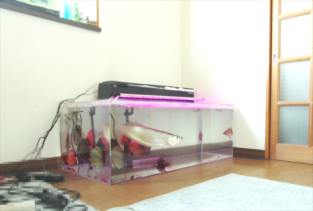 個人宅 アロワナ水槽 斜め全体画像