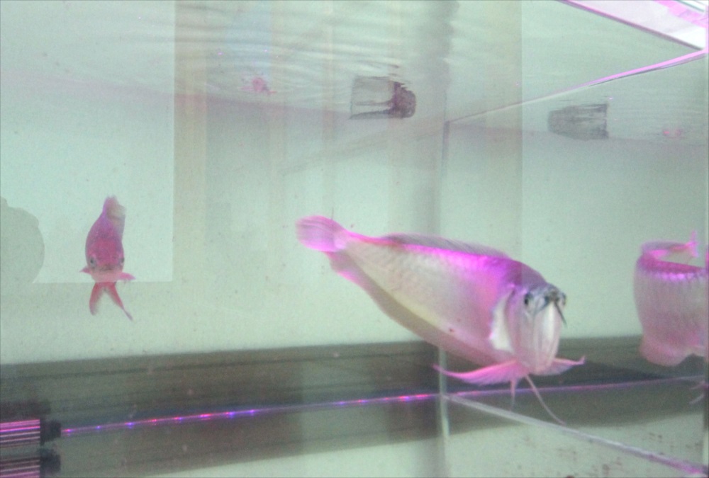 個人宅 アロワナ水槽 生体アップ画像