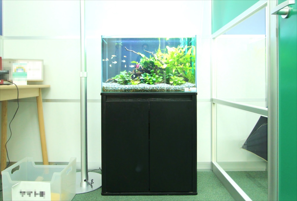 会計事務所　60cm淡水魚水槽　正面画像