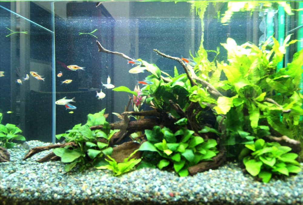 会計事務所　60cm淡水魚水槽　生体画像