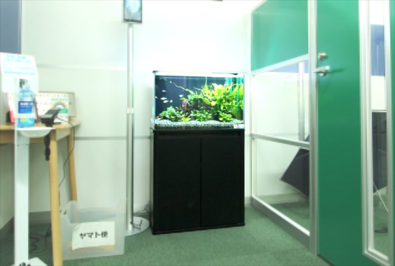 港区 会計事務所 60cm淡水魚水槽 レンタル事例 水槽画像4