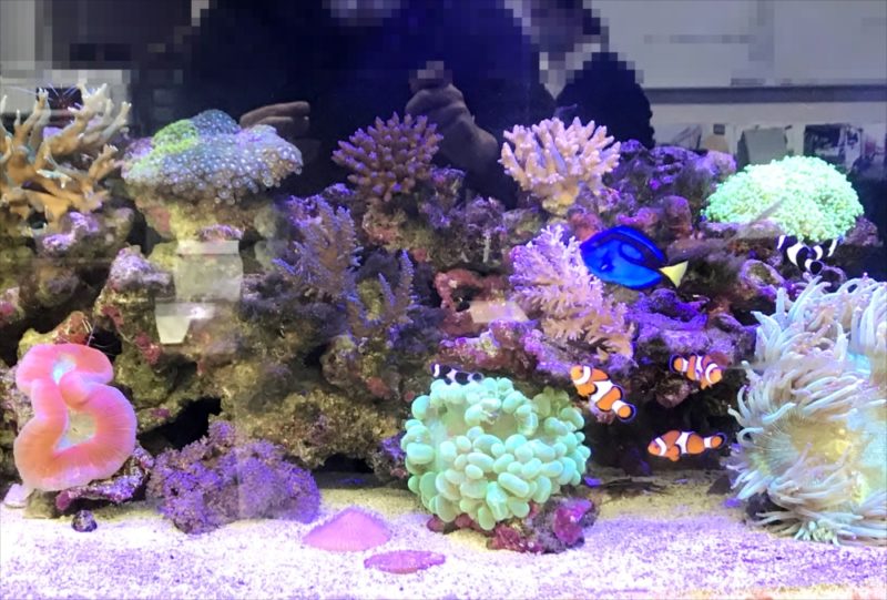 オフィス事務所　サンゴ水槽　スポットメンテナンス 水槽画像２