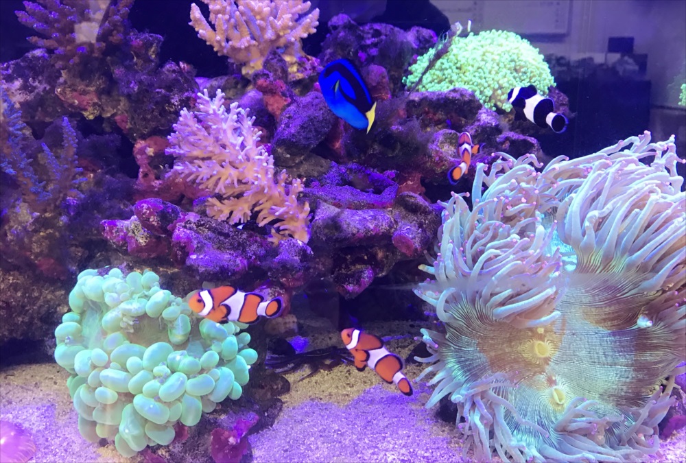 サンゴ水槽　スポットメンテナンス　熱帯魚画像