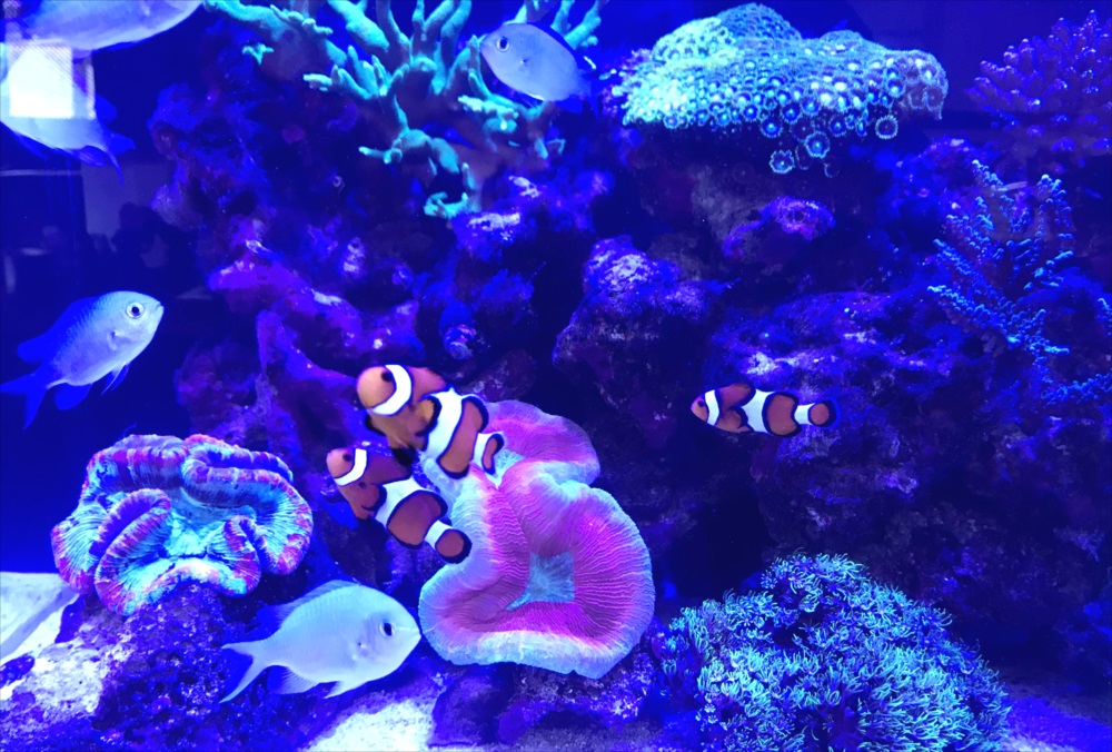サンゴ水槽　スポットメンテナンス　生体画像