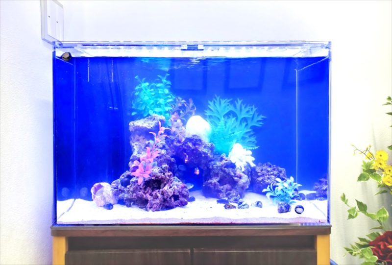 台東区 オフィス 60cm海水魚水槽 レンタル事例 水槽画像3