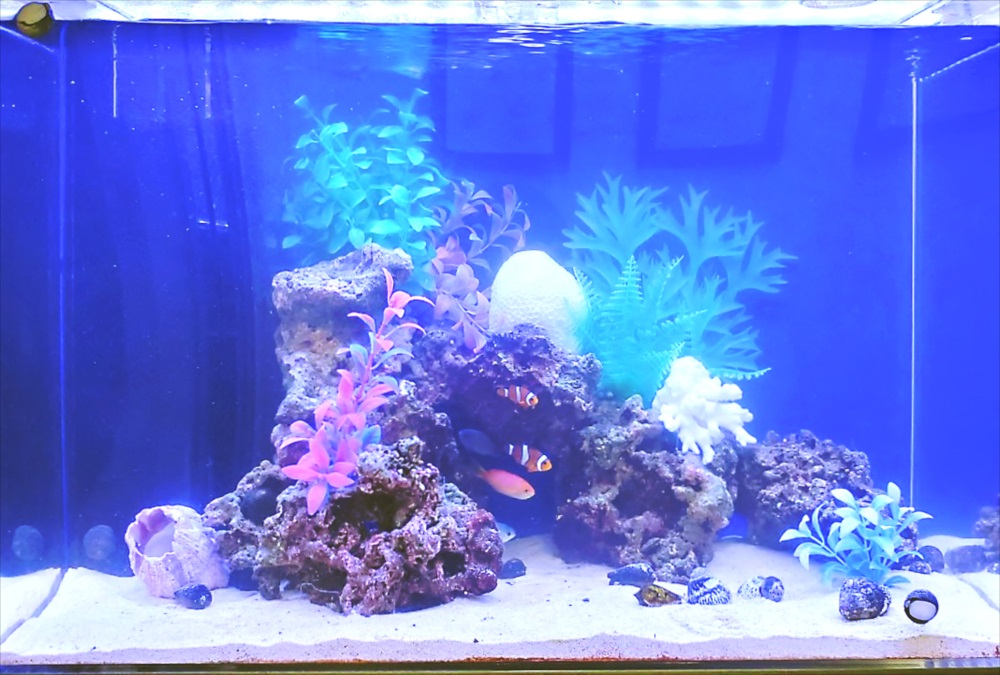オフィスのエントランス 60cm海水魚水槽 生体画像