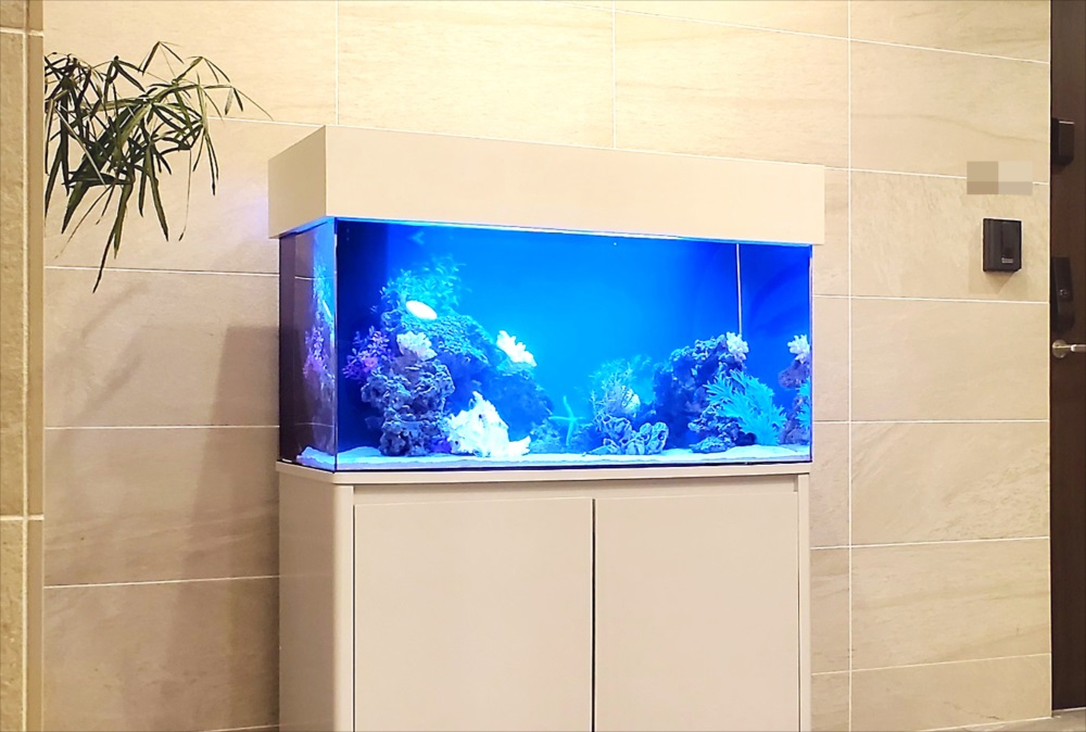 マンション エントランス 90cm海水魚水槽 斜めアップ画像