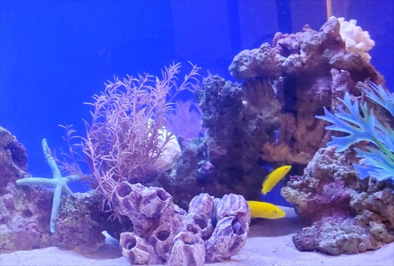 マンションのエントランス 90cm海水魚水槽 レンタル事例 水槽画像5