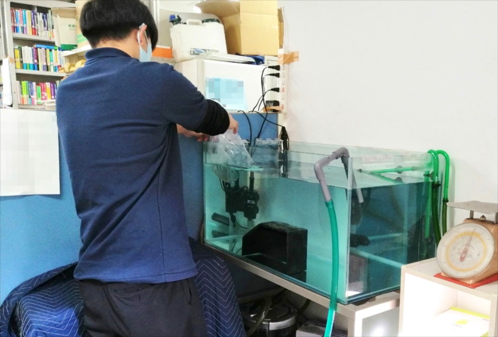 水槽に袋入りの生体を浮かべて水合わせを行うスタッフ