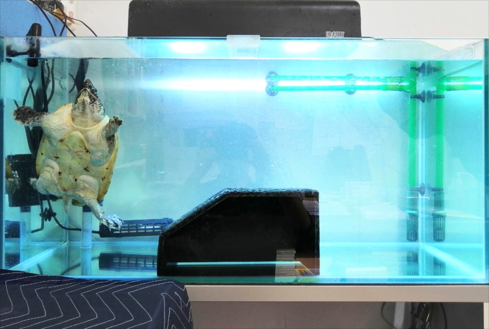 オフィス事務所　90cm亀水槽　生き物画像