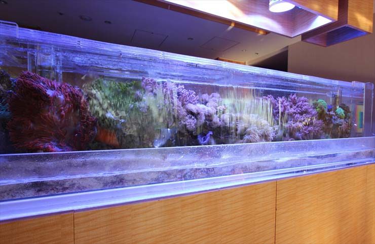 サンゴやイソギンチャクが並ぶ横長な海水魚水槽の全景