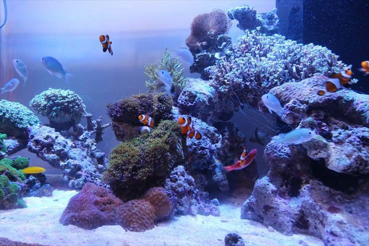 サンゴ礁を再現した海水魚水槽を泳ぐクマノミと熱帯魚群