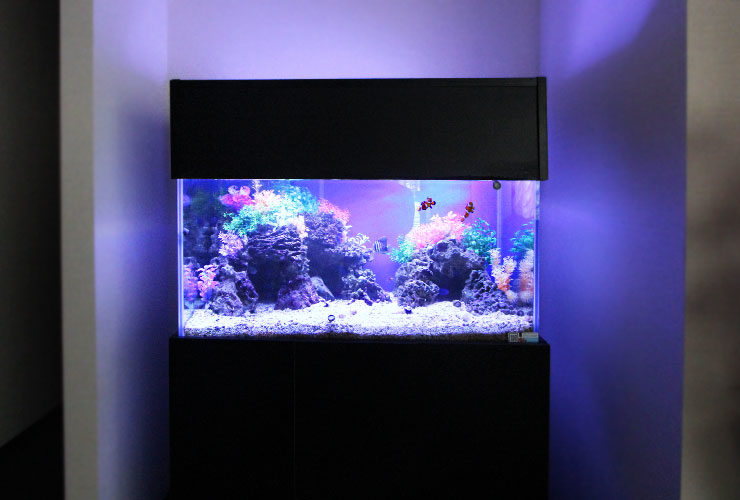 青い照明に照らされた海水魚水槽と黒い水槽台の設置例