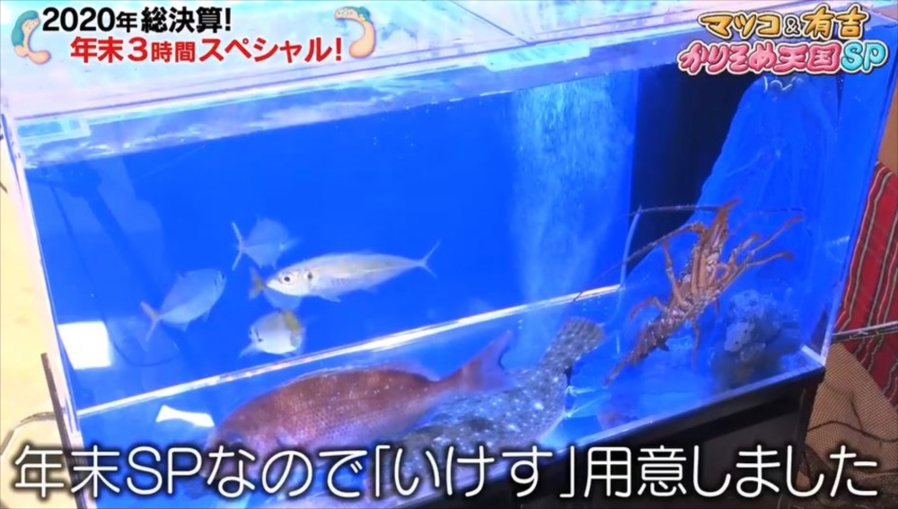 テレビ番組　撮影　活魚水槽　画像2