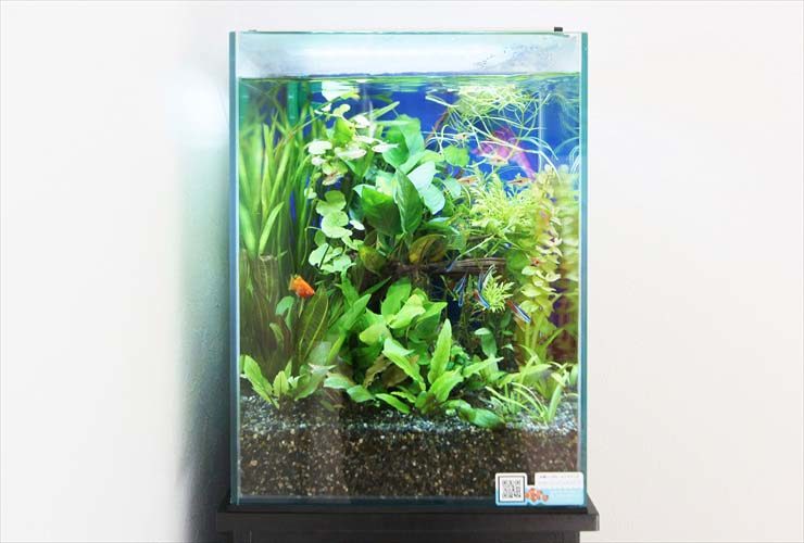 水草が茂る水槽内を泳ぐ小型カラシンとオレンジ色の熱帯魚