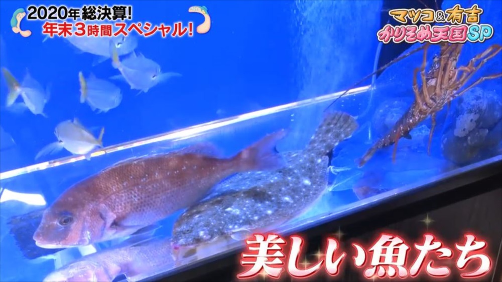 テレビ朝日『マツコ&有吉 かりそめ天国SP』活魚水槽を短期レンタル