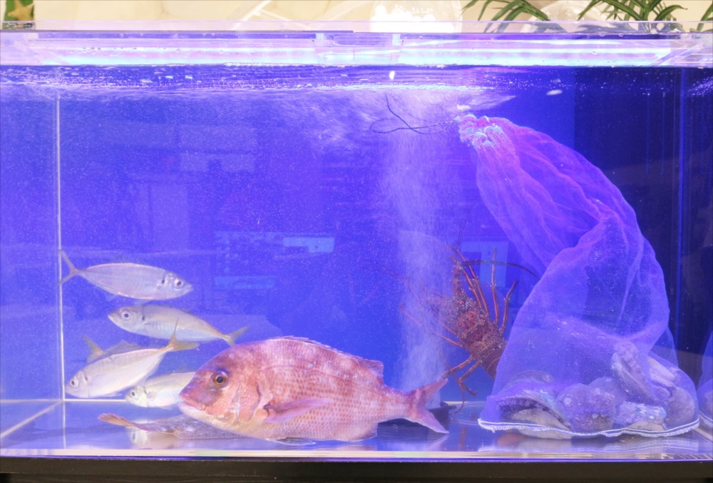 青い照明の水槽で泳ぐタイとアジとイセエビの姿