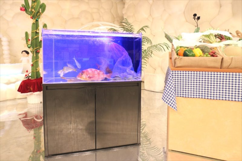 テレビ朝日『マツコ＆有吉 かりそめ天国SP』活魚水槽を短期レンタル 水槽画像３