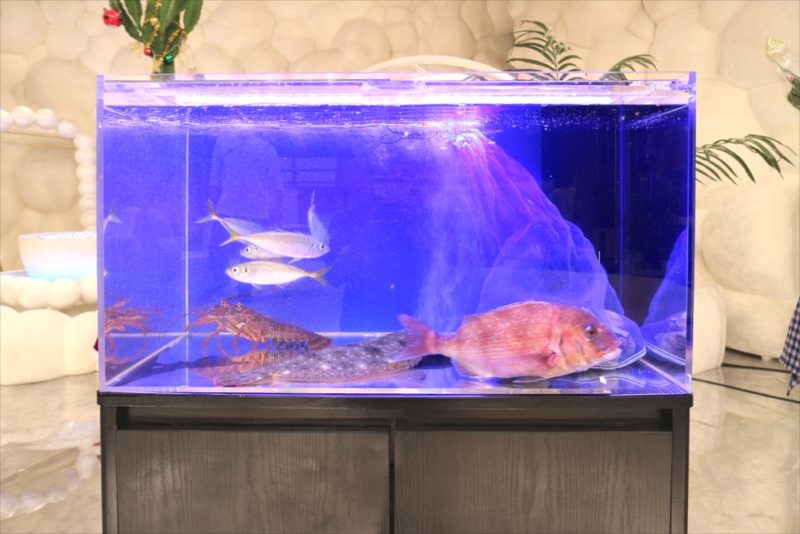 テレビ朝日『マツコ＆有吉 かりそめ天国SP』活魚水槽を短期レンタル 水槽画像４