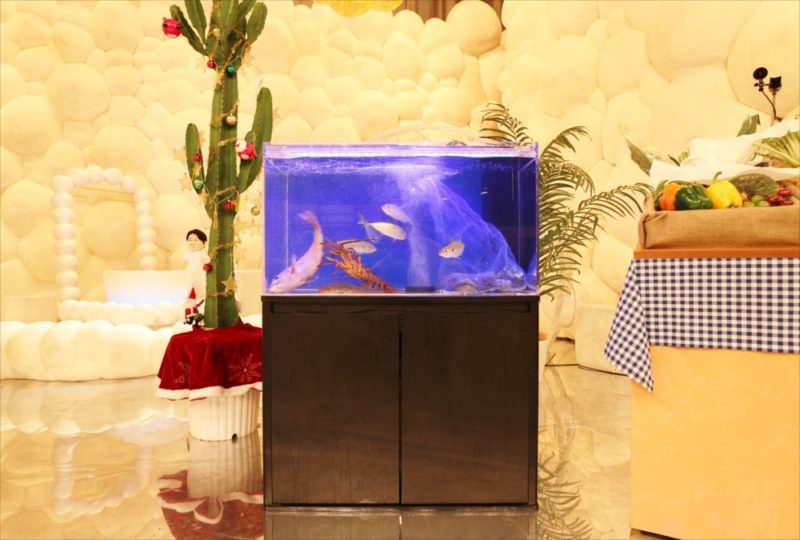 テレビ朝日『マツコ＆有吉 かりそめ天国SP』活魚水槽を短期レンタル 水槽画像１