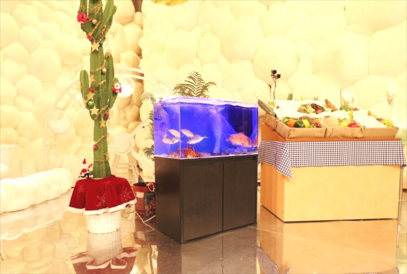 テレビ朝日『マツコ＆有吉 かりそめ天国SP』活魚水槽を短期レンタル 水槽画像２