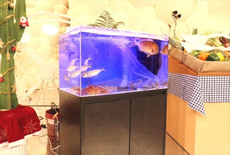 テレビ朝日『マツコ＆有吉 かりそめ天国SP』活魚水槽を短期レンタル 水槽画像５