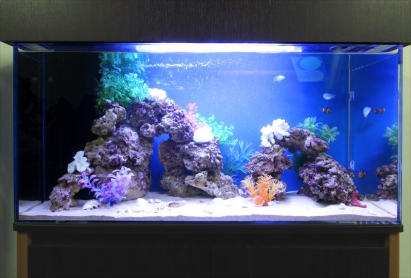 中央区 オフィス事務所 90cm海水魚水槽 レンタル事例 水槽画像3