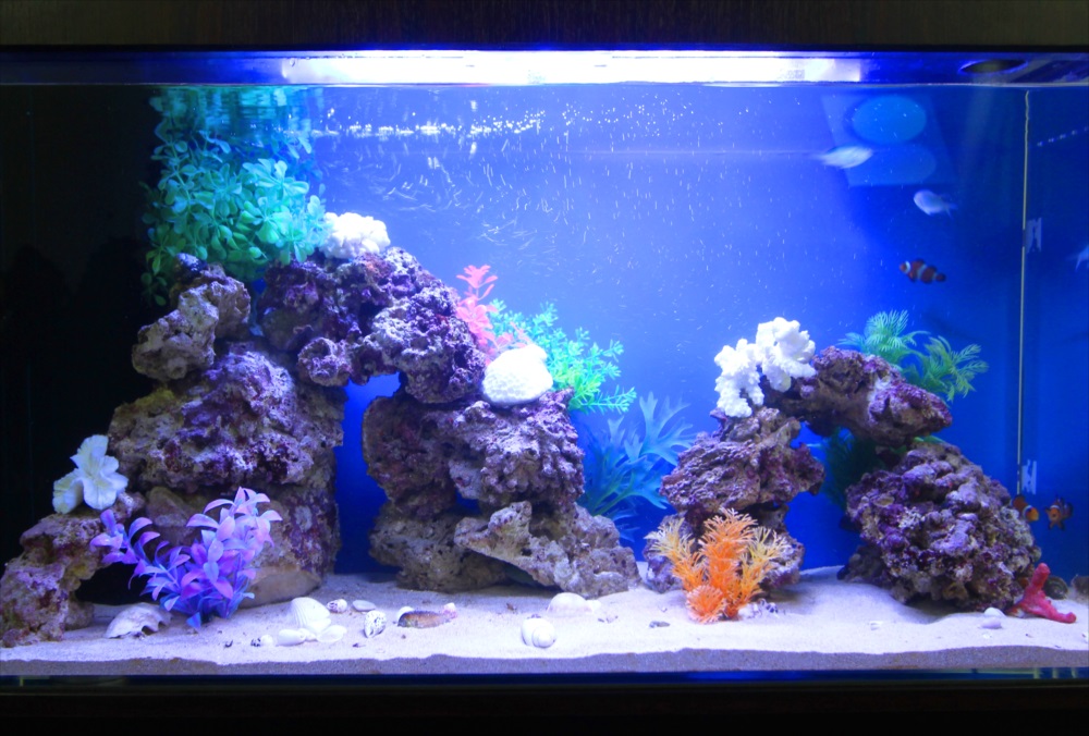 オフィス事務所 90cm海水魚水槽 生体画像