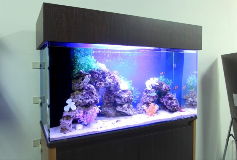 中央区 オフィス事務所 90cm海水魚水槽 レンタル事例 水槽画像2