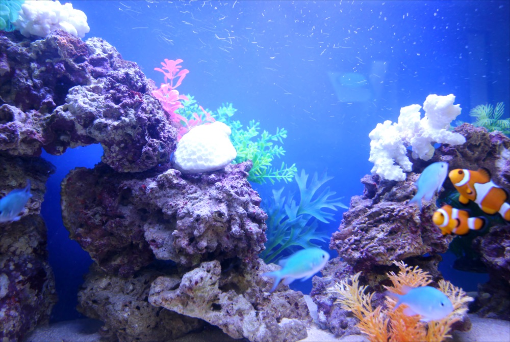 オフィス事務所 90cm海水魚水槽 レイアウト画像