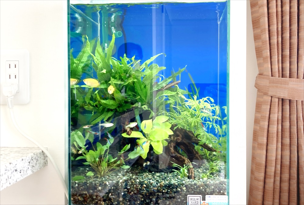 ネオンテトラの仲間と水草が泳ぐ青い背景の小型水槽