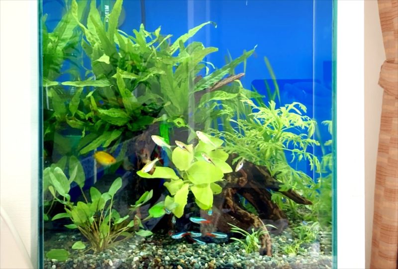 2週間お試し水槽キャンペーン！30cm淡水魚水槽 レンタル事例 水槽画像５