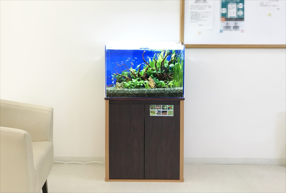 クリニック 60cm淡水魚水槽 正面画像