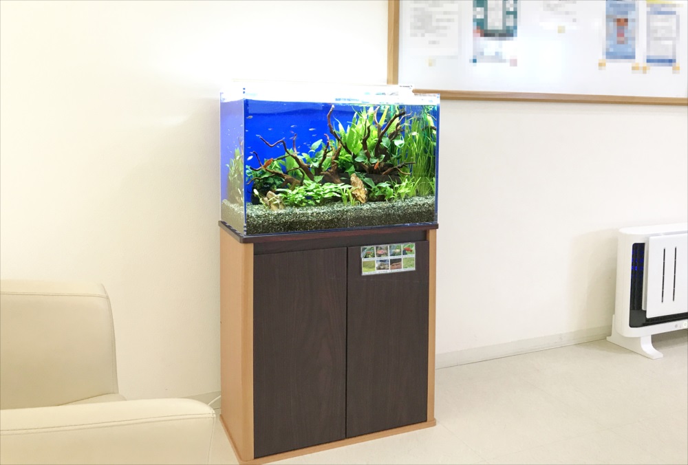 クリニックの待合室　60cm淡水魚水槽　レンタル事例のサムネイル画像