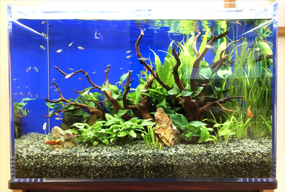 青い背景に流木と水草を配置した熱帯魚水槽の全景