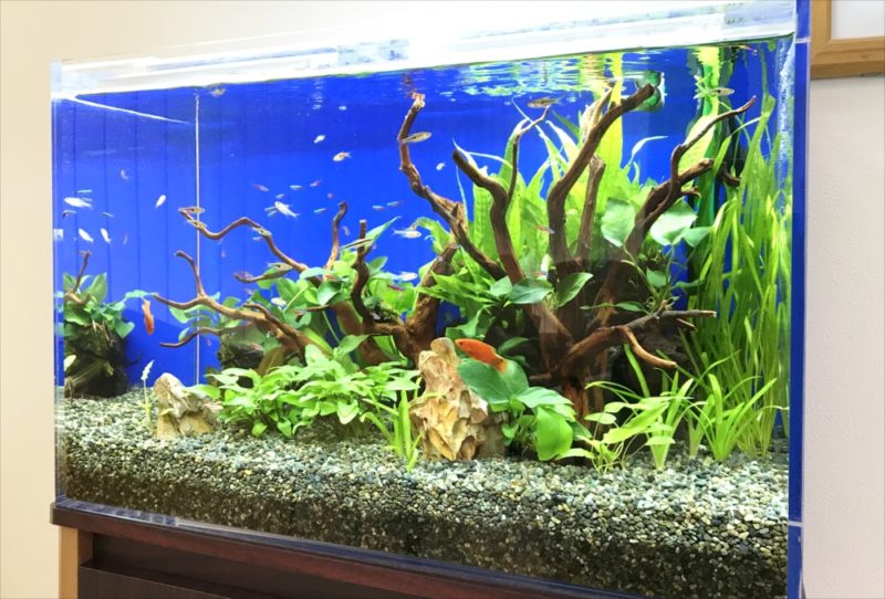 流木と水草を配置した青い背景の熱帯魚水槽