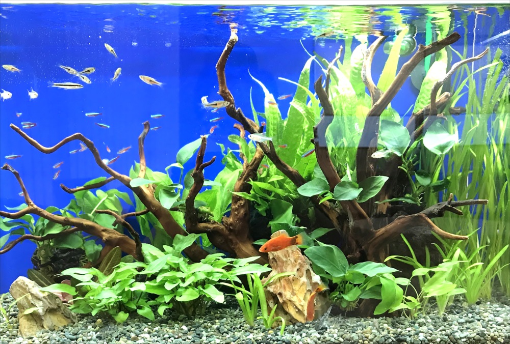 流木と水草を配置した青い背景の熱帯魚水槽