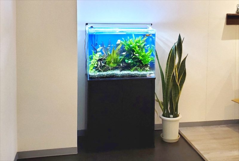 新宿区 オフィスのエントランス 60cm淡水魚水槽レンタル事例 水槽画像5
