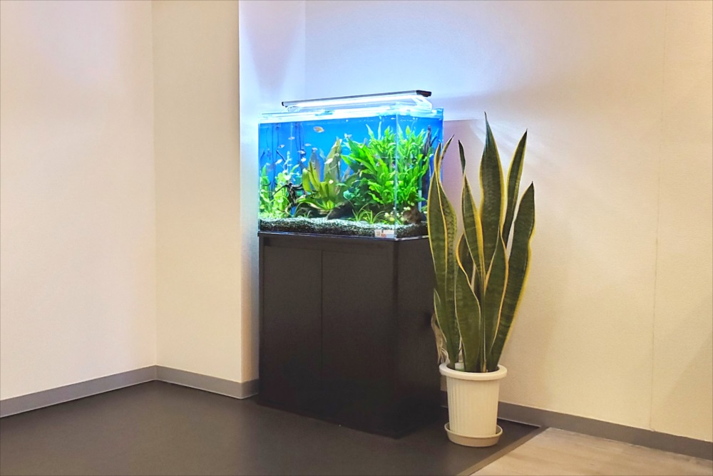 黒い水槽台に置かれた水草水槽と隣に並ぶ観葉植物の鉢植え