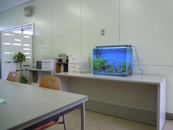 オフィスの白いデスクに設置された青い照明の水槽