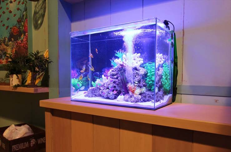 青い照明に照らされた海水魚水槽と白いサンゴのレイアウト
