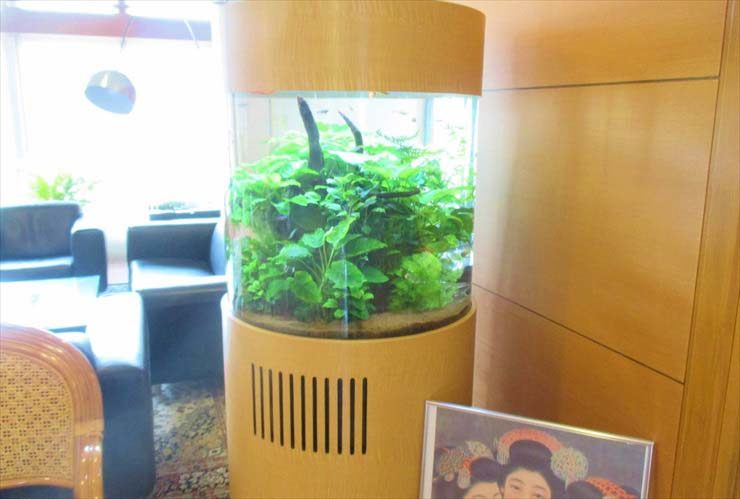 木目調の円柱型水槽に茂るアヌビアス類と流木