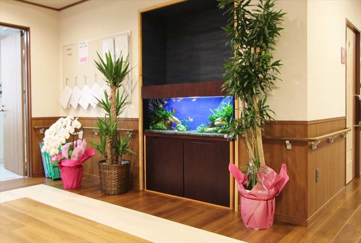 壁に埋め込まれた熱帯魚水槽と周囲に並ぶ観葉植物