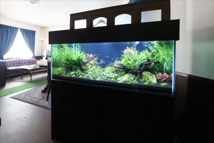リビングに設置された大型の水草レイアウト水槽と黒い水槽台