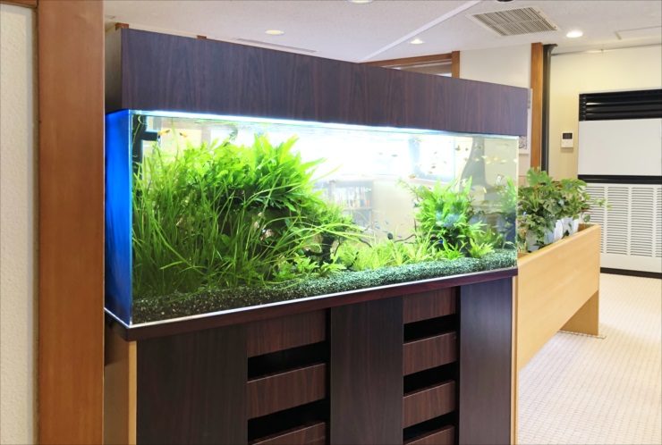 木目調の台に設置された水草が茂る大型の淡水魚水槽