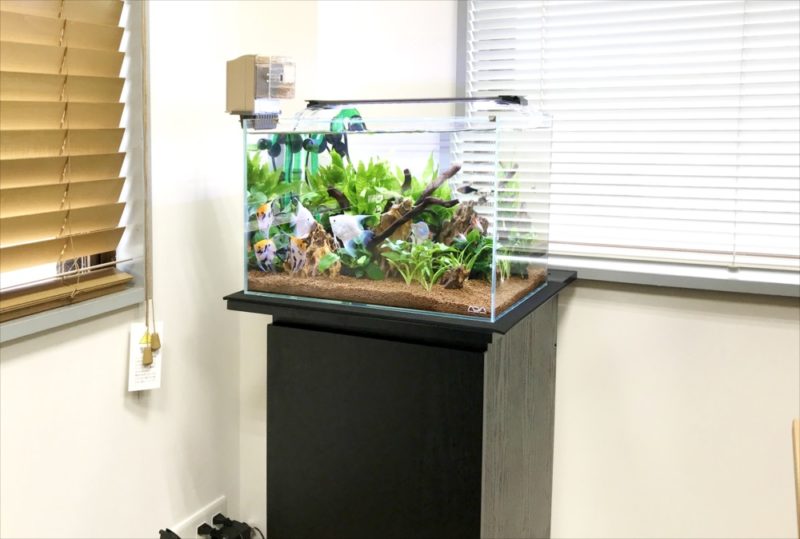 りんくう電設株式会社様　45cm淡水魚水槽 メンテナンス事例 水槽画像１