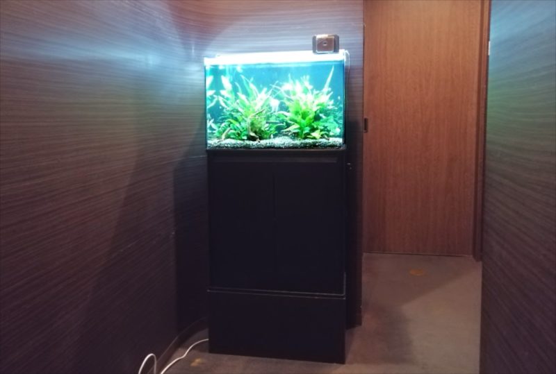 中央区 オフィス事務所 60cm淡水魚水槽 レンタル事例 水槽画像1