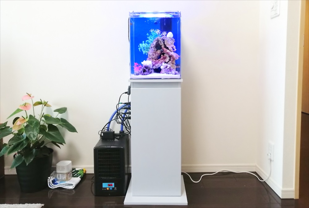 港区個人宅 30cm海水魚水槽 レンタル事例