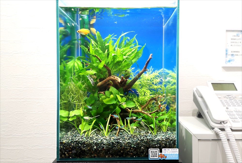 オフィスの受付ロビー 30cm淡水魚水槽 アップ画像