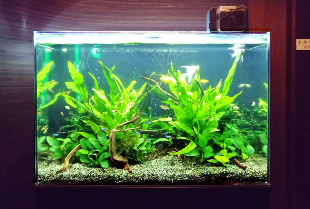 オフィス事務所 60cm淡水魚水槽 正面画像